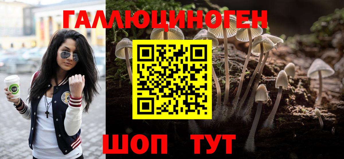 Галлюциногенные грибы Psilocybe Пугачёв
